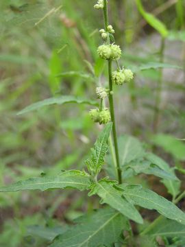 Speranskia Tuberculata Extract 